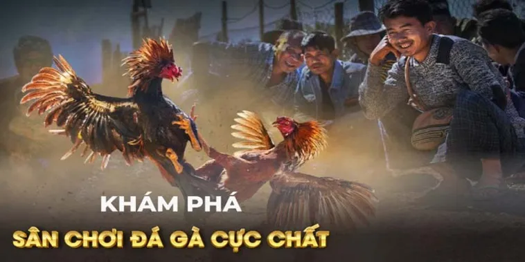 Chinh Phục Cách Chơi Đá Gà GA28 Tại Cado888 Cho Người Mới 1 Chinh Phục Cách Chơi Đá Gà GA28 Tại Cado888 Cho Người Mới