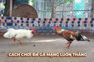 Bật Mí Cách Chơi Đá Gà Sabong Tại Cado888 Thắng Lớn Mỗi Ngày
