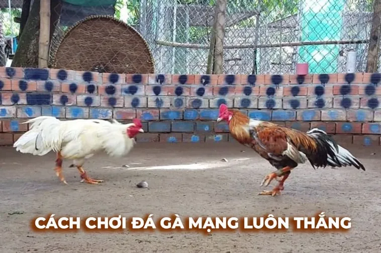 Bật Mí Cách Chơi Đá Gà Sabong Tại Cado888 Thắng Lớn Mỗi Ngày