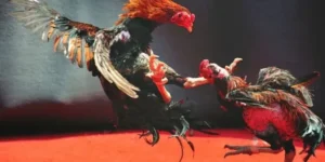 Hướng Dẫn Cách Chơi Đá Gà WS168 Tại Cado888 Cho Người Mới